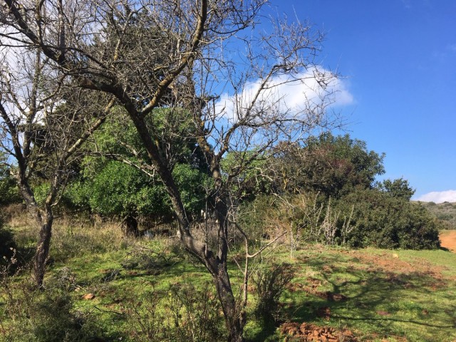  Terreno en Manilva