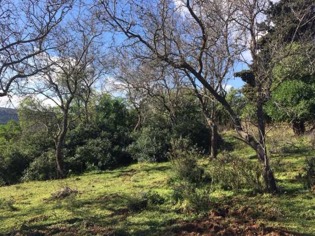  Terreno en Manilva
