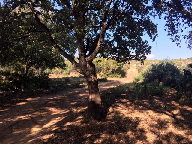  Terreno en Manilva
