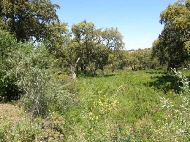  Grundstück in San Roque Club