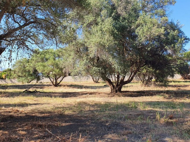  Grundstück in San Pedro de Alcántara
