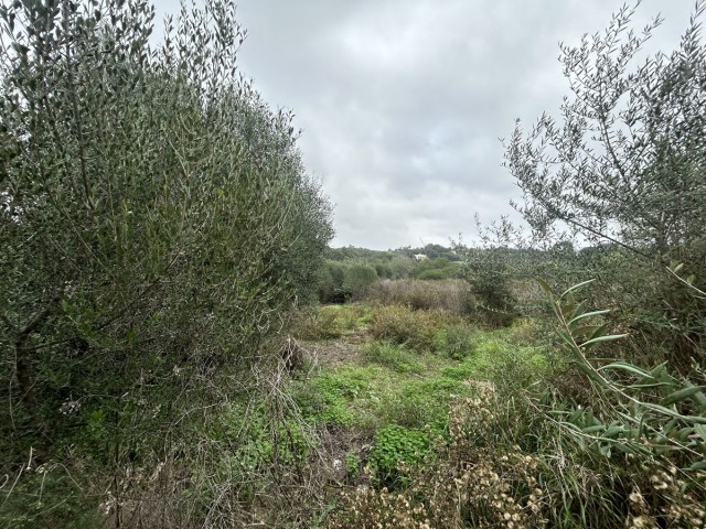  Tomt i Sotogrande Alto