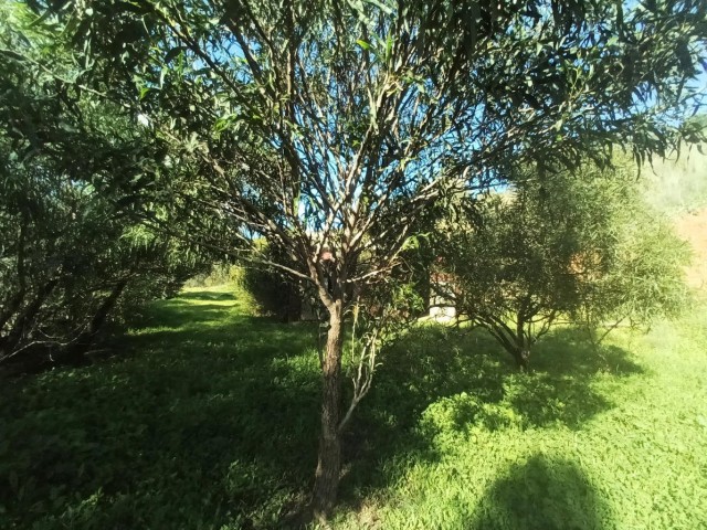 3 Bedrooms Villa in La Cala Golf