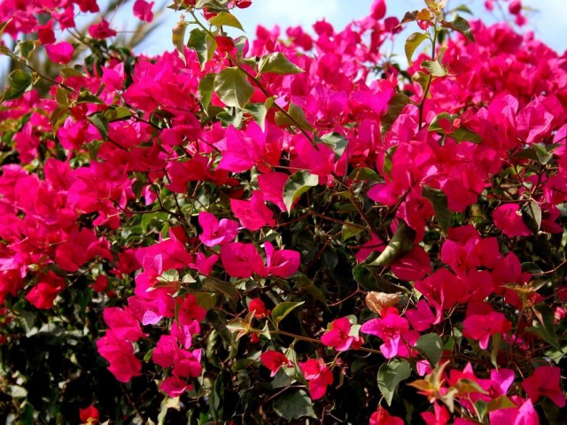 Commercieel in Marbella