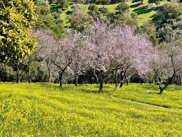  Grundstück in Casares