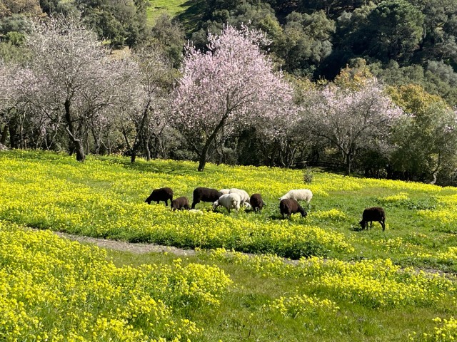  Grundstück in Casares