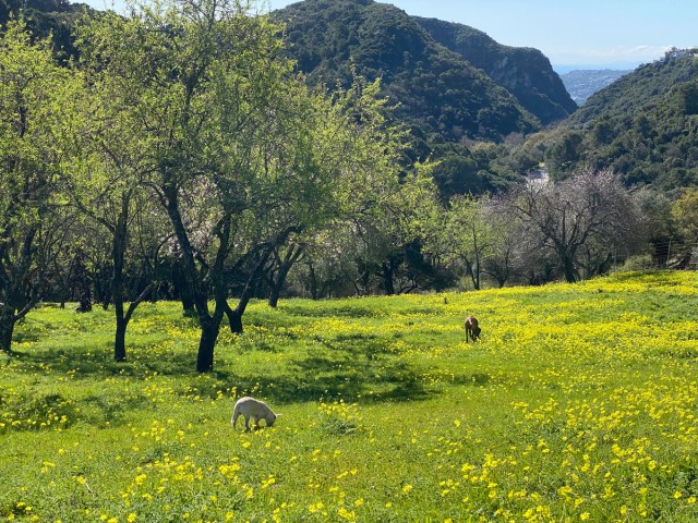  Grundstück in Casares