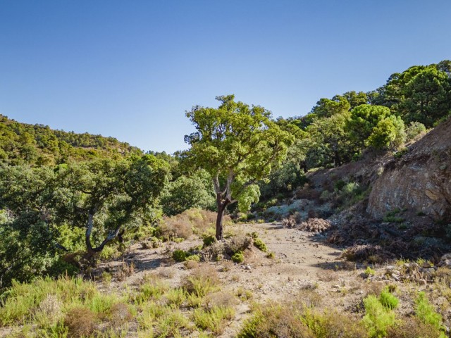  Terreno en La Zagaleta