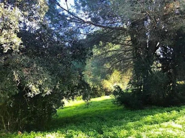  Tomt i Sotogrande Alto