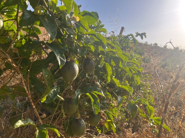  Plot in Alhaurín el Grande