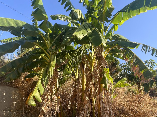  Plot in Alhaurín el Grande
