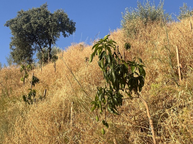  Plot in Alhaurín el Grande