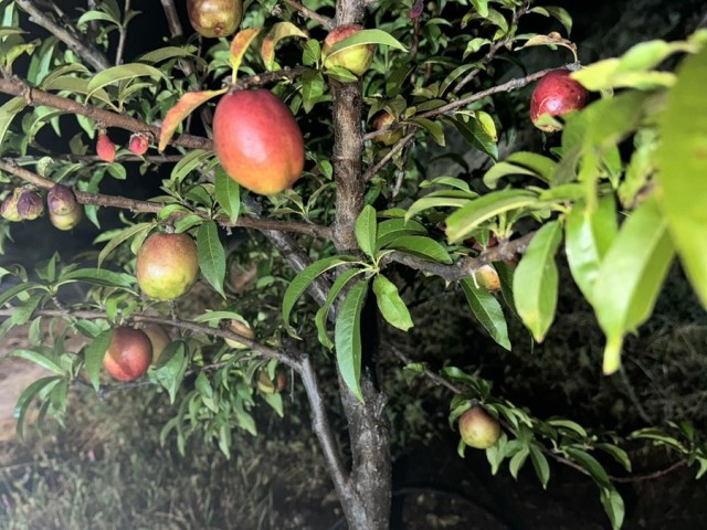  Plot in Alhaurín el Grande