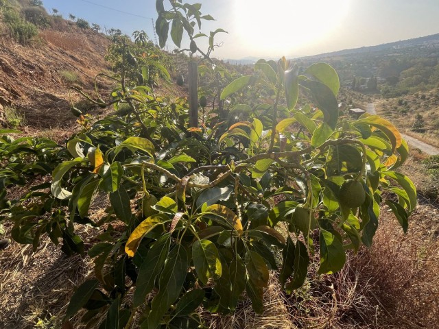  Plot in Alhaurín el Grande