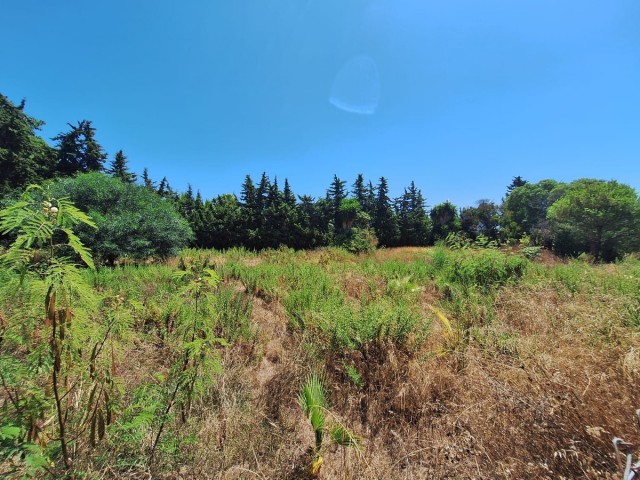  Plot in Atalaya