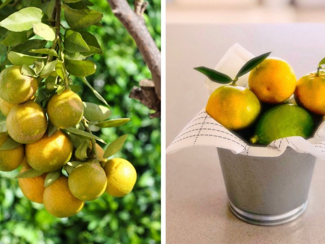 3 Makuuhuoneen Rivitalo La Cala de Mijas