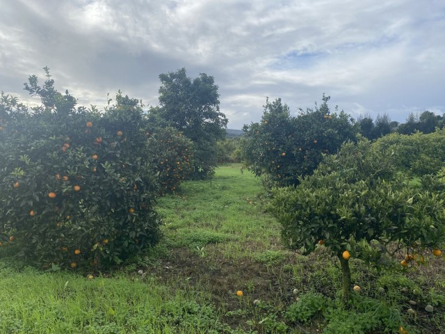  Plot in Sotogrande