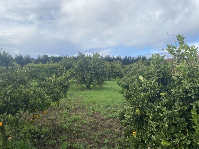  Perceel in Sotogrande