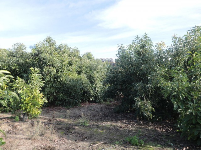  Grundstück in San Pedro de Alcántara