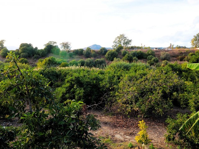  Grundstück in San Pedro de Alcántara