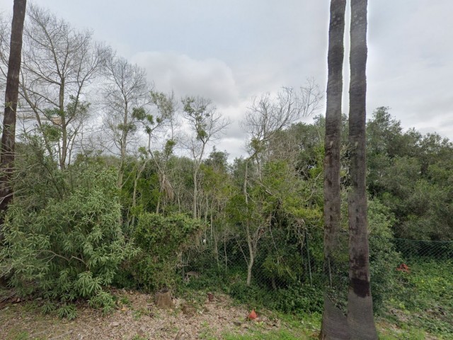 Tontti, Sotogrande Alto