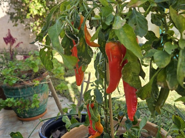 3 Slaapkamer Villa in Torreblanca