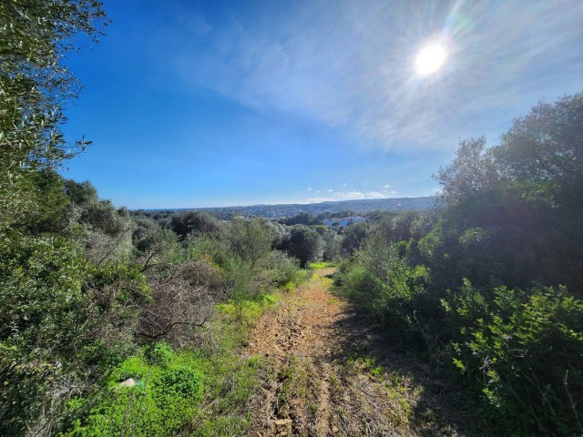  Plot in Sotogrande Alto