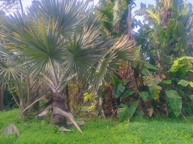  Plot in Hacienda Las Chapas