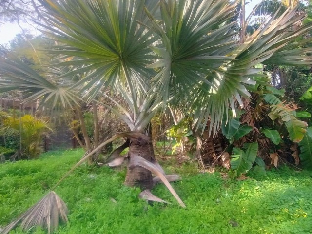  Plot in Hacienda Las Chapas
