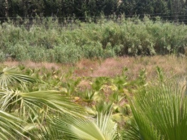  Plot in Estepona