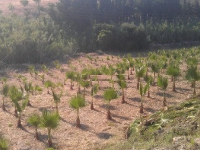  Plot in Estepona