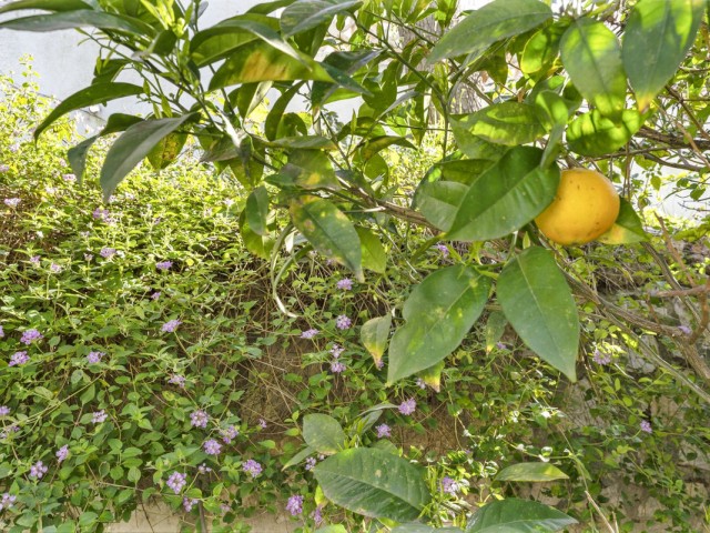 3 Schlafzimmer Reihenhaus in Cerros del Aguila