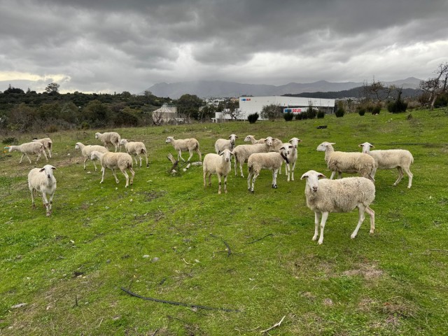 4 Bedrooms Villa in Estepona