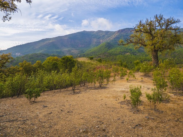  Parcelle à La Zagaleta