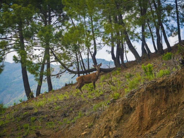  Parcelle à La Zagaleta