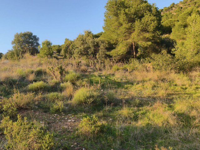  Parcelle à Mijas