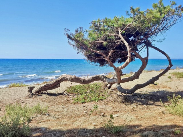 Appartement avec 4 Chambres  à New Golden Mile