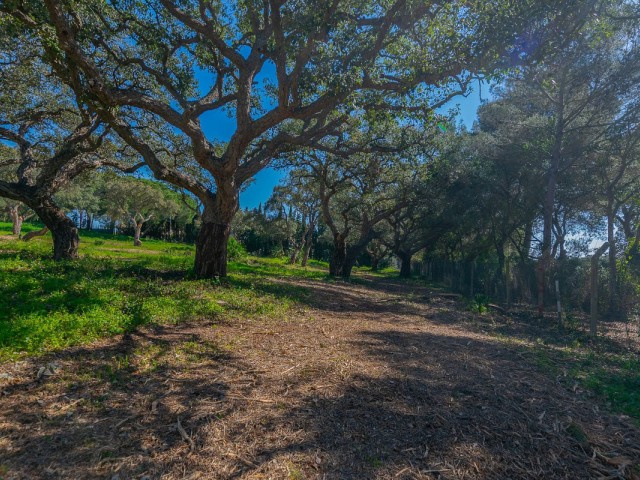  Tomt i Sotogrande Alto